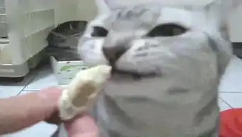 搞笑的丫丫的个人频道