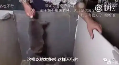 最近一对华农兄弟火了,因为他们的吃播视频,很多网友都沉迷于竹鼠