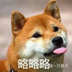 适合上班族老年人养的竟然是柴犬