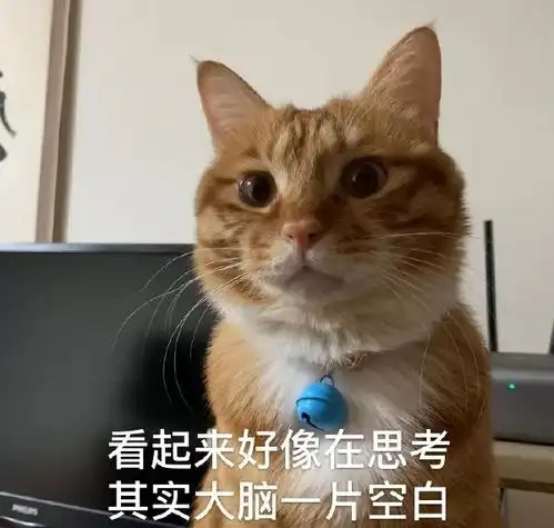 猫咪表情包投降,投降,我投降
