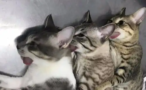 猫咪三兄弟集体割蛋蛋,麻醉后吐舌排在一起,就像厨师砧板上的肉