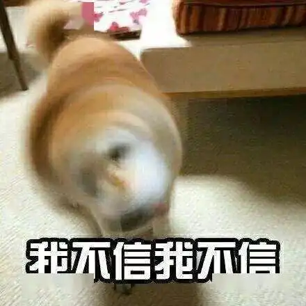 柴犬的钻头功可是相当厉害的