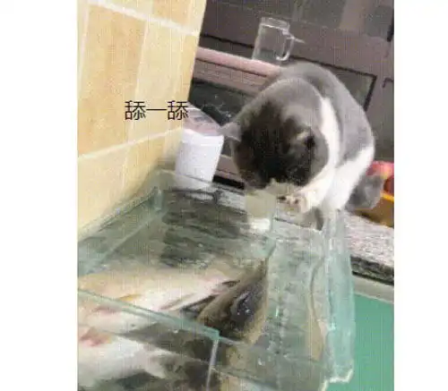 猫咪紧盯大鱼垂涎欲滴,却没办法吃到肚中,随后做法让人笑喷