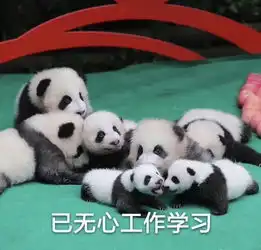 每日更新表情包国庆假期还要多久啊,生活不易,熊猫叹气