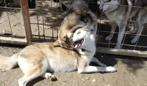 哈士奇路过笼子,被狼犬咬住耳朵,一秒钟变身表情包