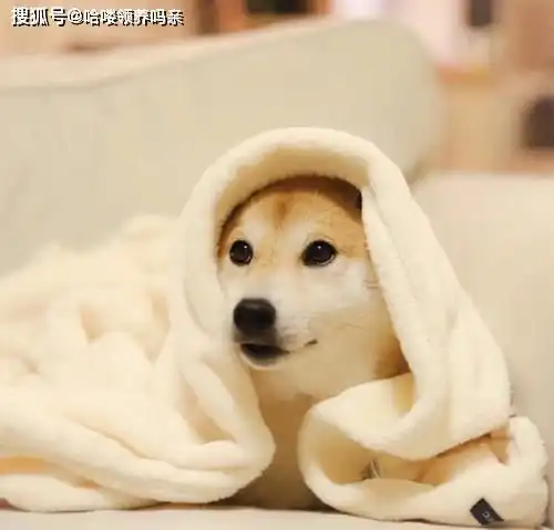 最戏精的狗狗之一柴犬,让人迷恋的绝不止微笑和表情包