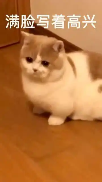 每帧都是表情包