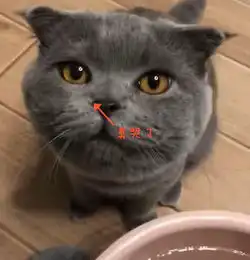 馋嘴蓝猫偷偷喝下主人的洗脚水,一脸生无可恋,表情笑喷铲屎官