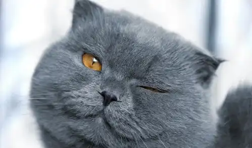 这样可爱的猫咪,总是让人爱不释手