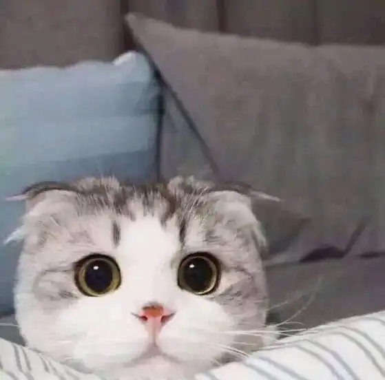 求这只猫的全套表情包