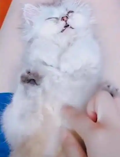 熟睡猫咪变成表情包,主人的一个动作,笑翻众多网友