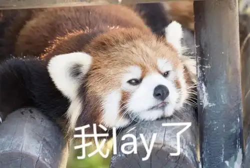 有没有小熊猫的表情包