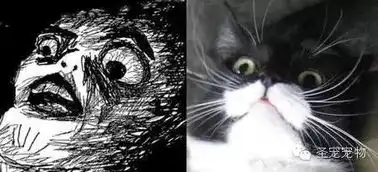 猫奴专属表情包别人想学也学不来