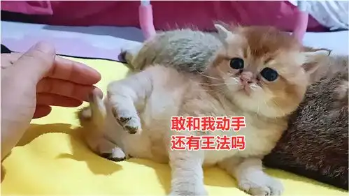 小奶猫被主人欺负,无处躲藏,无奈不甘的小表情,真是太萌太逗了