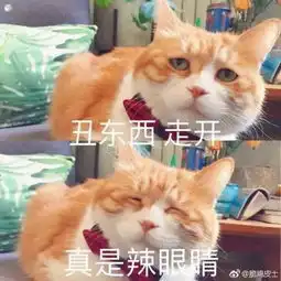 斗图必备治愈系可爱又沙雕斗图表情包,快拿去萌翻你的队友