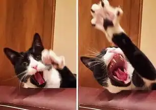 爆笑猫咪见到小宝宝的第一瞬间,这些表情简直太有戏了