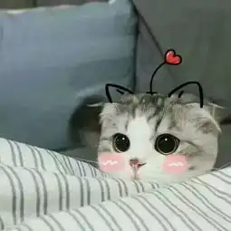 这两只猫的表情叫什么