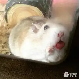 喜欢吐舌头的仓鼠