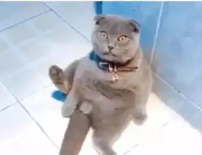 猫咪得知自己被绝育后,一脸惊慌的表情,然后盯着铲屎官
