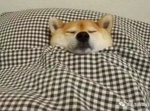 柴犬一秒变如花这样的主人该吃药了