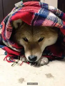 狗界的苦情王子,不是什么狗都能演的