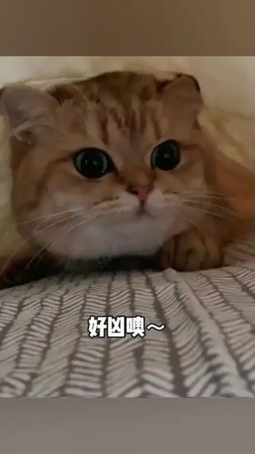 谁能拒绝一只小可爱这么可爱的小猫咪养猫的乐趣我和我的猫铲屎官的乐趣撸猫第一视角被迫营业的猫猫萌化了