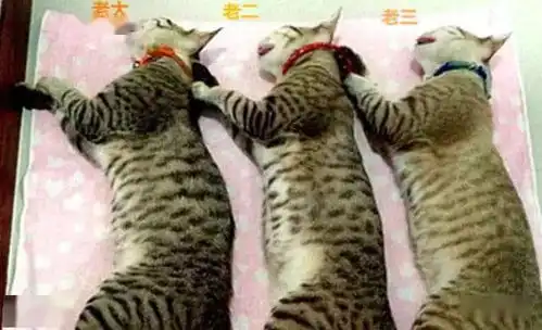 猫咪三兄弟一起做绝育,手术后同躺一个篮子,看到这幕主人笑了