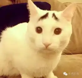 为啥有黑背白肚子猫,并没有黑肚子白背猫