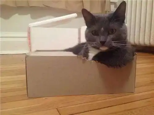 原来你不是萌猫,是表情包......