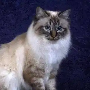沙雕猫猫表情包