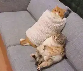 同样是给猫咪穿衣服,有的萌出血,有的笑掉大牙