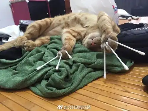 人生四大愿望拜托了第634期羁绊网