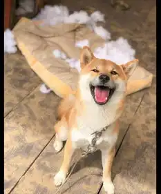 柴犬在做错事后,看到主人后还露出笑嘻嘻的表情,狗快点夸我