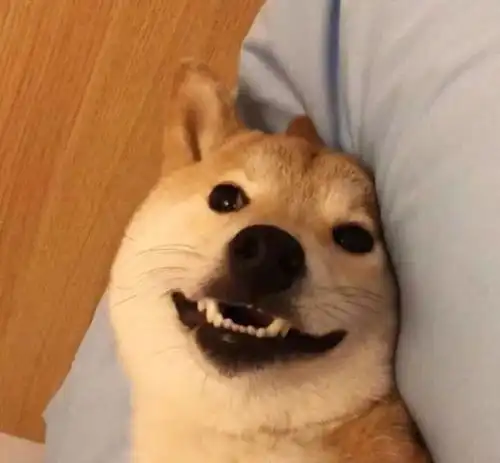 表情包一只叫做芋圆的魔性柴犬