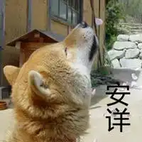 菜到安详的柴犬表情包微信头像图片大全