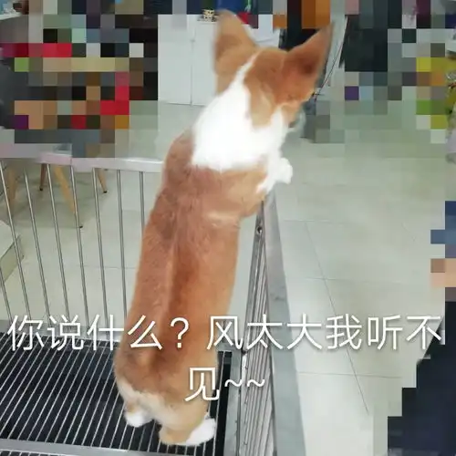 超萌柯基表情包我常因自己不够变态,而与你们格格不入