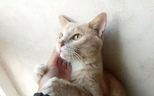 猫咪还能用嘴巴闻味嘴中犁鼻器嗅到喜欢的味道,爱猫秒变表情包