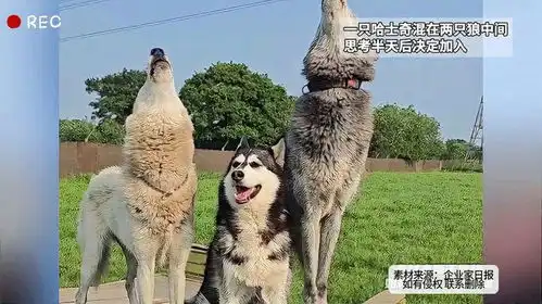 谁怂谁是狗一只哈士奇混在两只狼中间,思考半天后决定加入