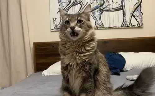 猫咪还能用嘴巴闻味嘴中犁鼻器嗅到喜欢的味道,爱猫秒变表情包