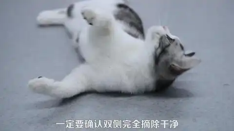 母猫做完绝育居然马上活蹦乱跳我家这只绝对是女汉子猫