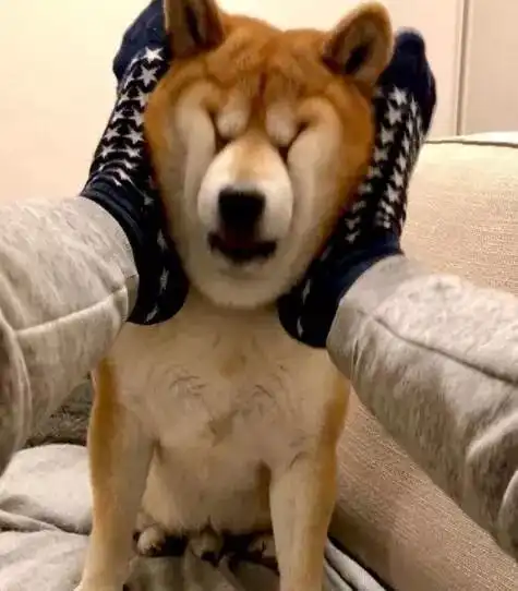 主人用脚捏柴犬的脸,柴柴笑容逐渐僵硬铲屎的你别太过分