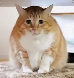 弱小无助但能吃日本小丧脸橘猫实在太可爱了