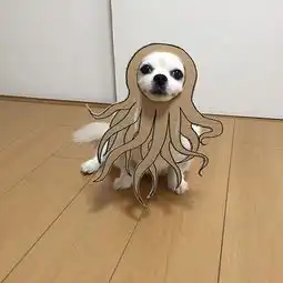 治愈系萌图当狗狗遇上了逗逼主人