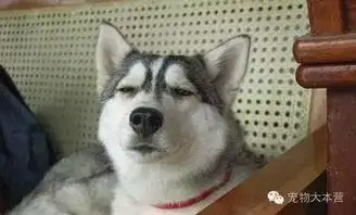 二哈和狼的终极pk,看到最后我无语了