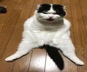 猫咪绝育后很绝望,有种生不如死的感觉,主人给小鱼干也不买账