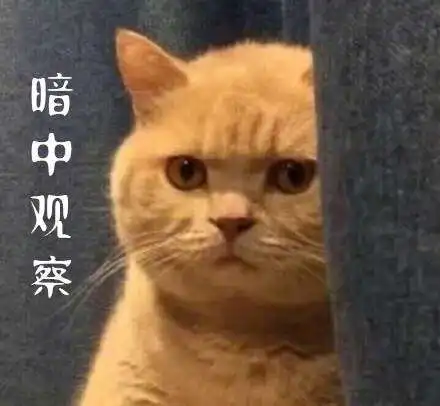 暗中观察什么意思表情猫图片很搞笑