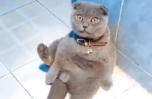 肥猫闲得无聊,低头闻了下自己的蛋蛋,下一秒有点怀疑猫生