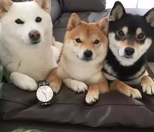 柴犬常见的4种颜色,你喜欢哪一种颜色呢
