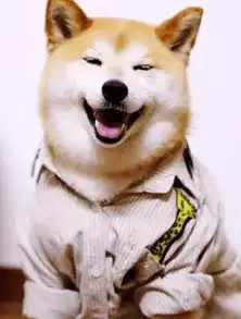 史上最全柴犬表情包合集来啦,约吗