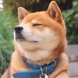 柴犬在网上当表情包异常火爆,可是现实中为啥却很少见人养